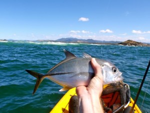 Big eye trevally.