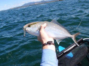 Amber jack (fought like a 60cm king!!)