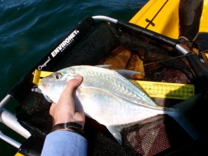 Some kinda trevally.  Not sure what kind?