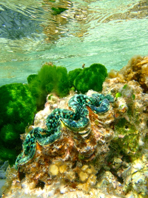 Giant clam and green algae.