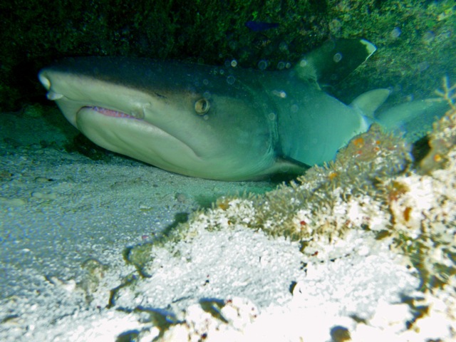 Resting White Tip Reef Shark.