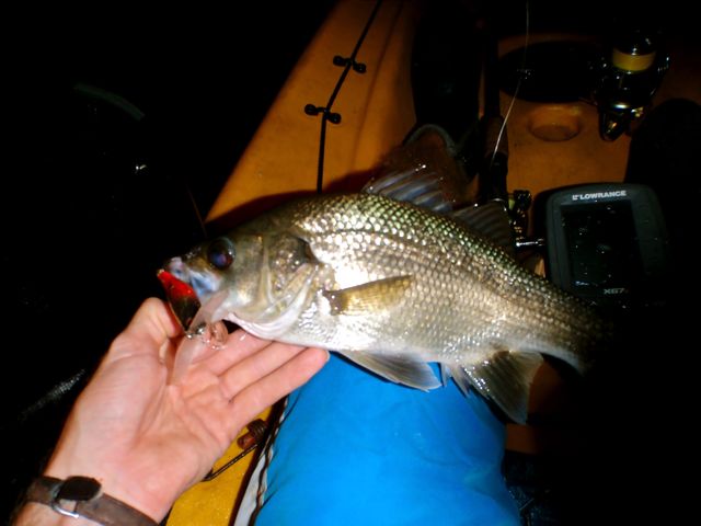 Another feisty little bass - 34cm