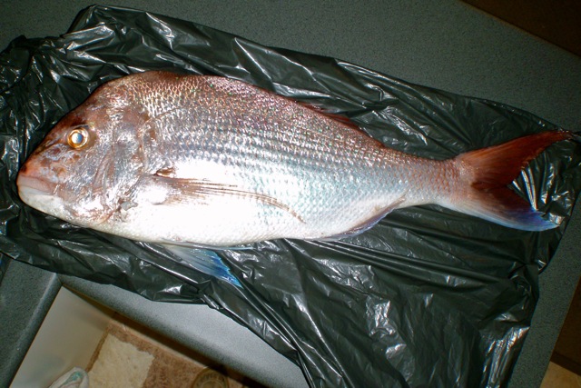 Benchtop size 4.9kg snapper ready for the table.